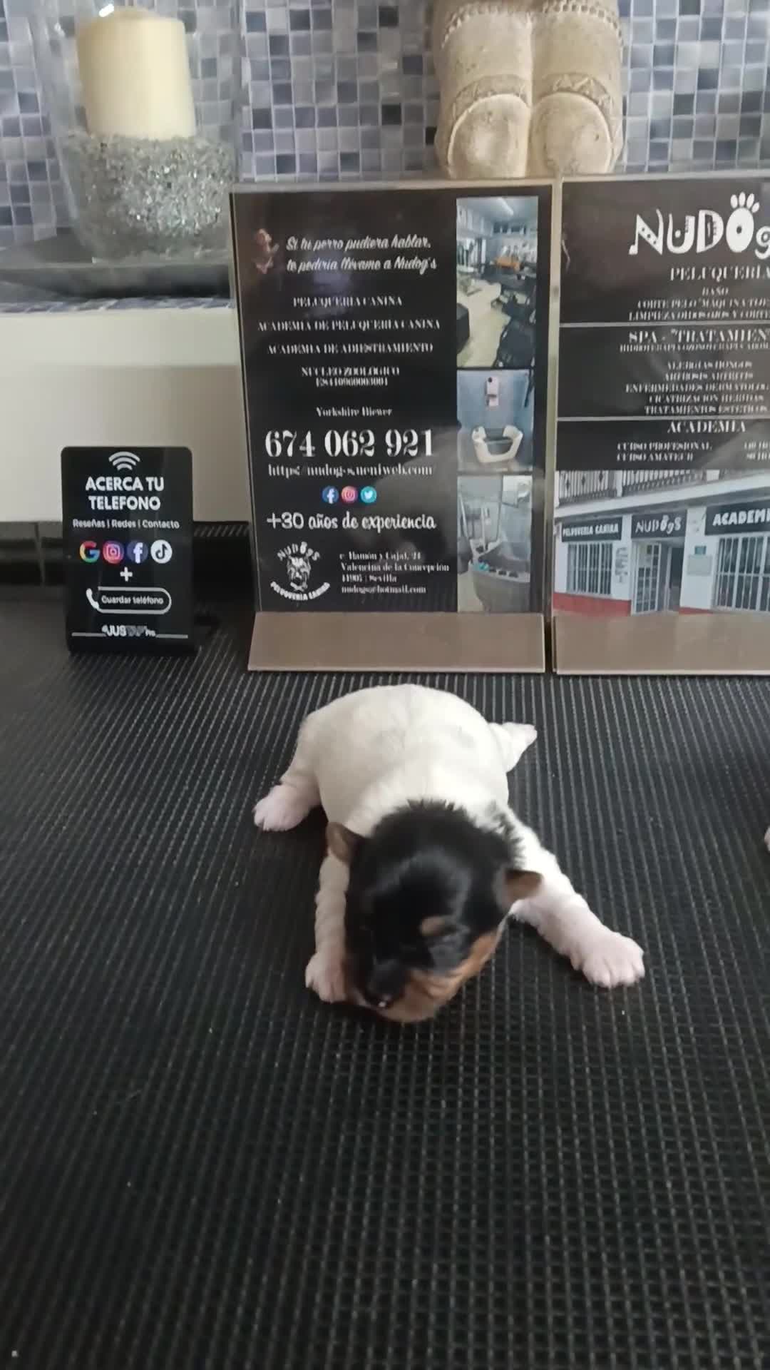 Biewer Yorkshire Terrier a la Pom Pon perros en venta: Hembras biewers pedigree opcional.  - Video 5