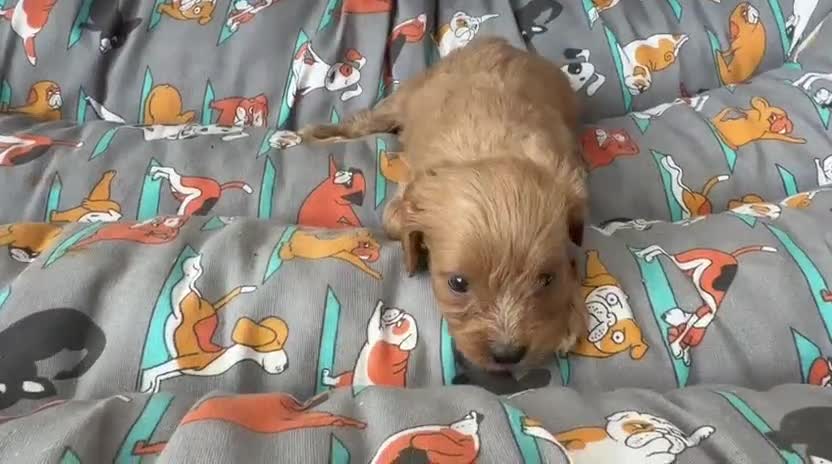 Cavapoo perros en venta: Camada de cavapoo nacionales. - Video 2