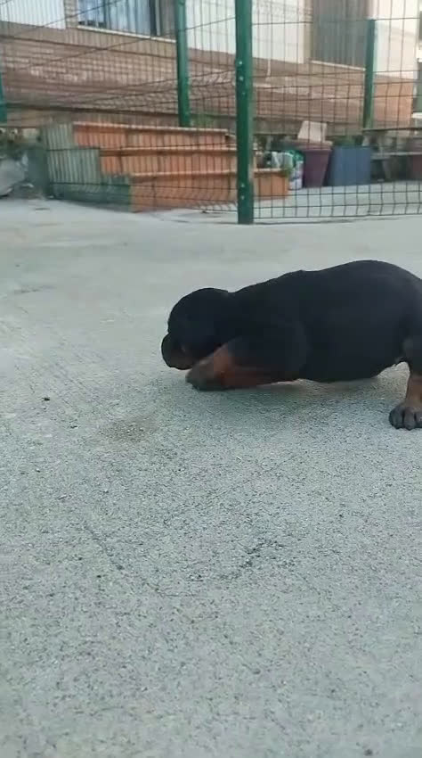 Dobermann perros en venta: Doberman  en Sevilla - Video 2