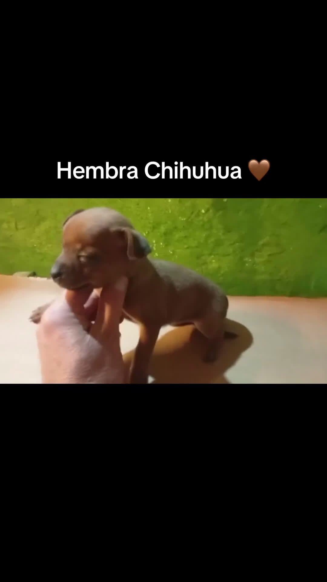 Chihuahua perros en venta: Hembras chihuhuas - Video 1