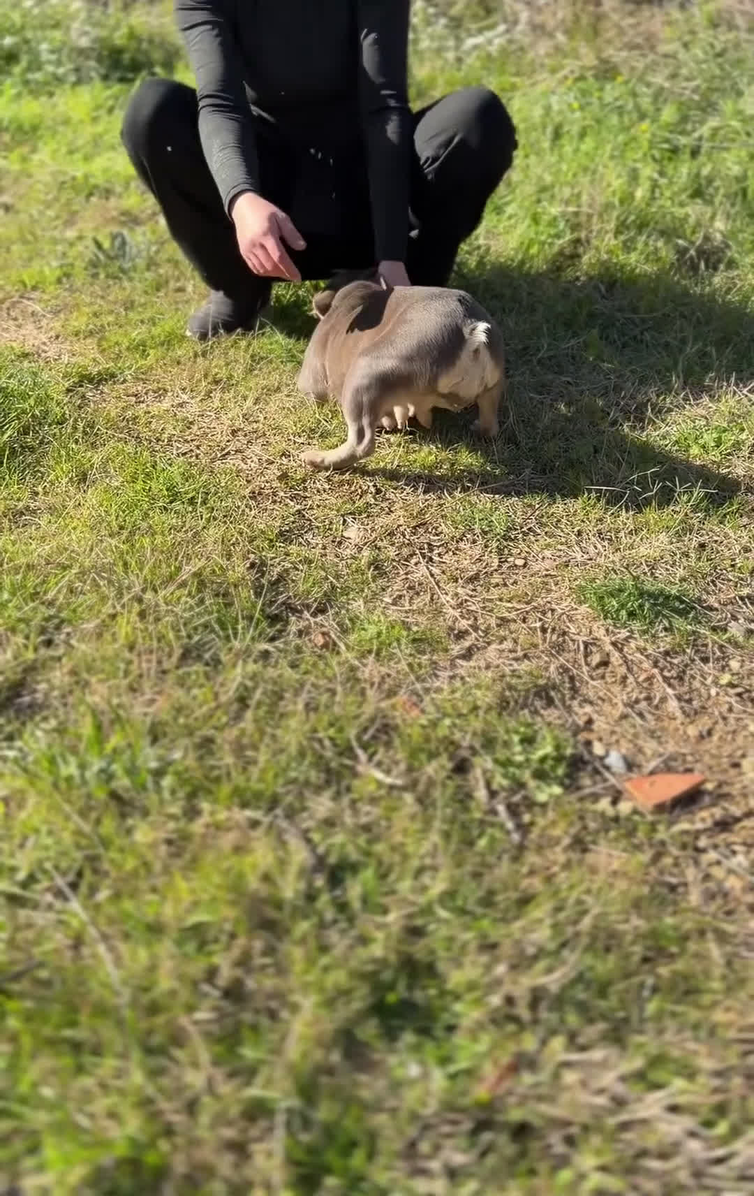 Bulldog Francés perros en venta: Bulldog francés MUY ECONOMICA - Video 1