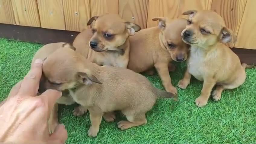 Raza Mixta perros en venta: CHIPIN. Madre minipinscher, padre chihuahua - Video 1