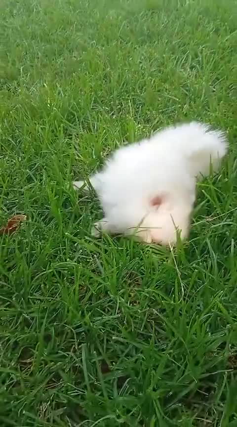 Pomerania perros en venta: Disponible hembra de pomerania de calidad  - Video 1