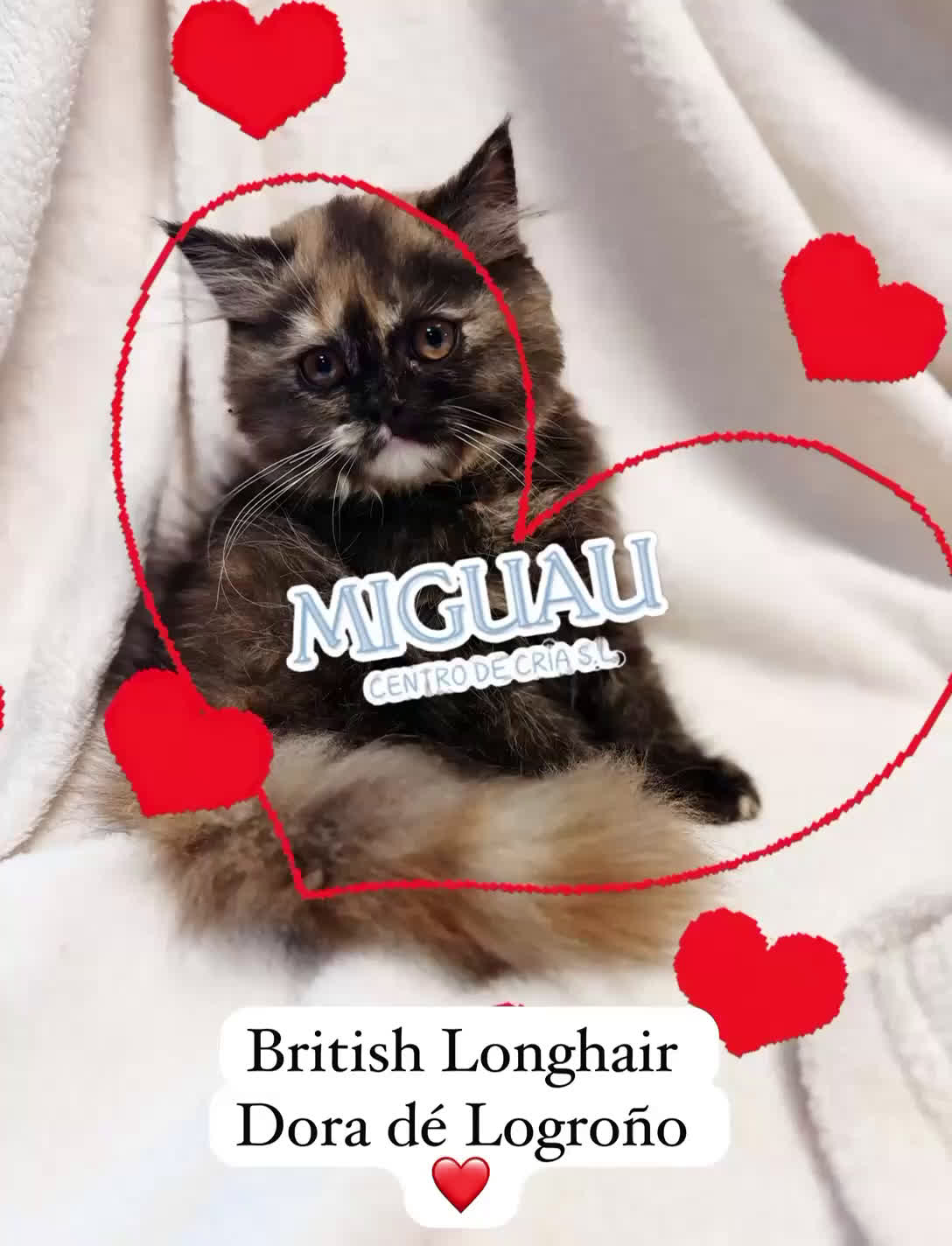 Británico de Pelo Largo gatos en venta: Preciosa gatita tortuga negra - Video 1