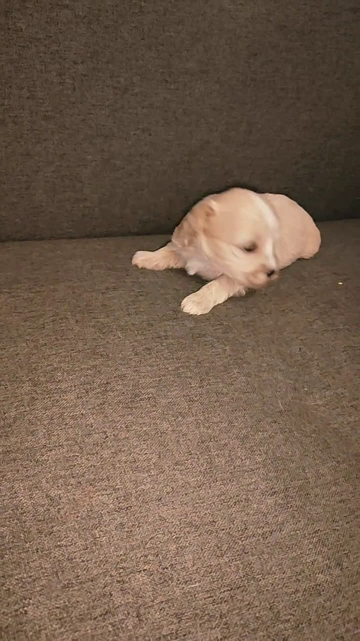 Maltipoo perros en venta: Maltipoo hembras apricot preciosa super Toy  - Video 2