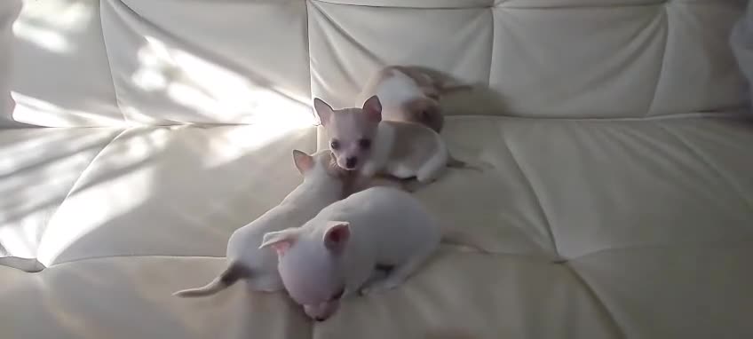 Chihuahua perros en venta: Chihuahuas Microscópicos Máxima Calidad - Video 2