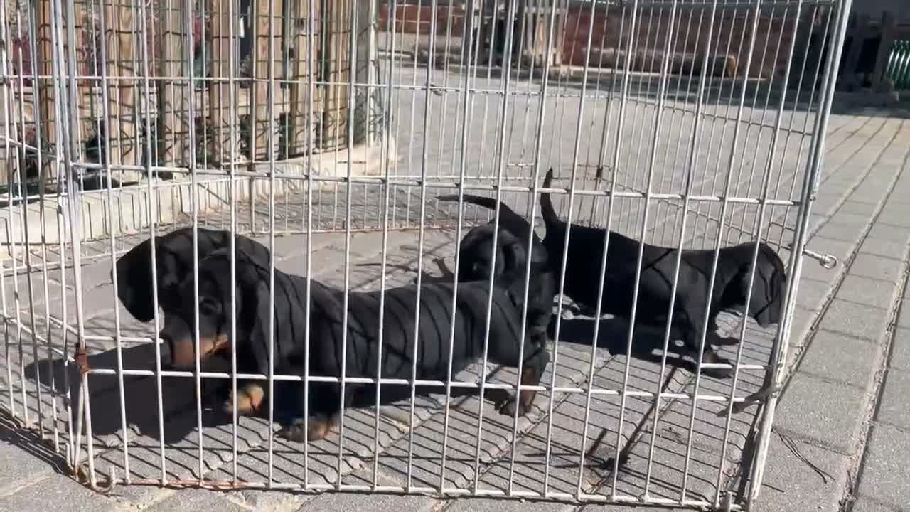 Teckel Miniatura perros en venta: Teckel kaninchen  - Video 1