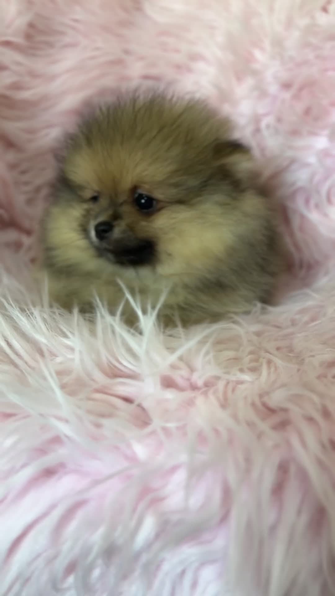 Pomerania perros en venta: Pomerania cara oso Hembra   - Video 1