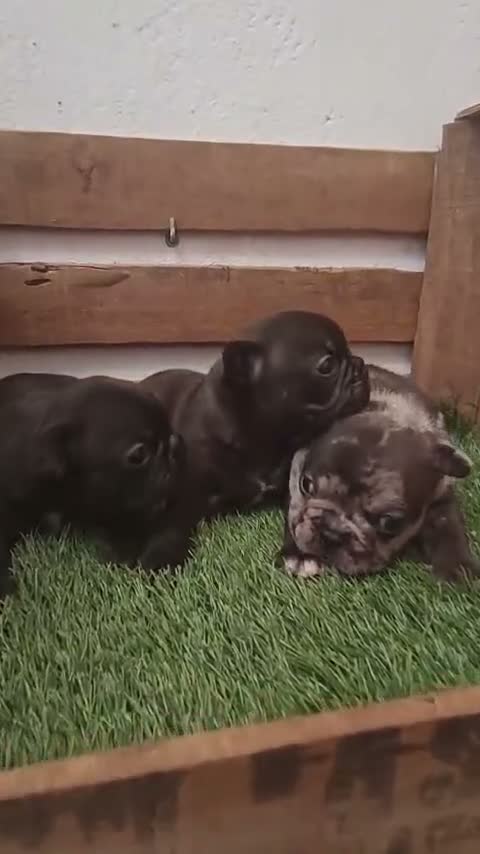 Bulldog Francés perros en venta: Bulldog francés  - Video 3