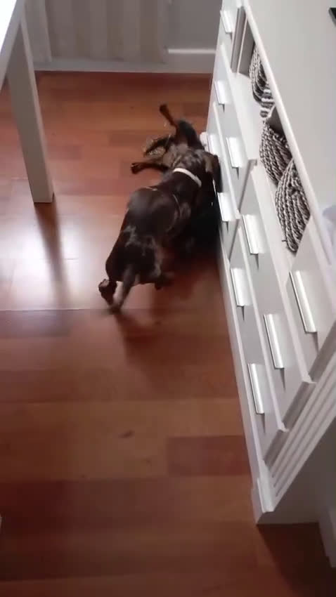 Teckel Miniatura perros en venta: Teckel Negro Fuego  - Video 2