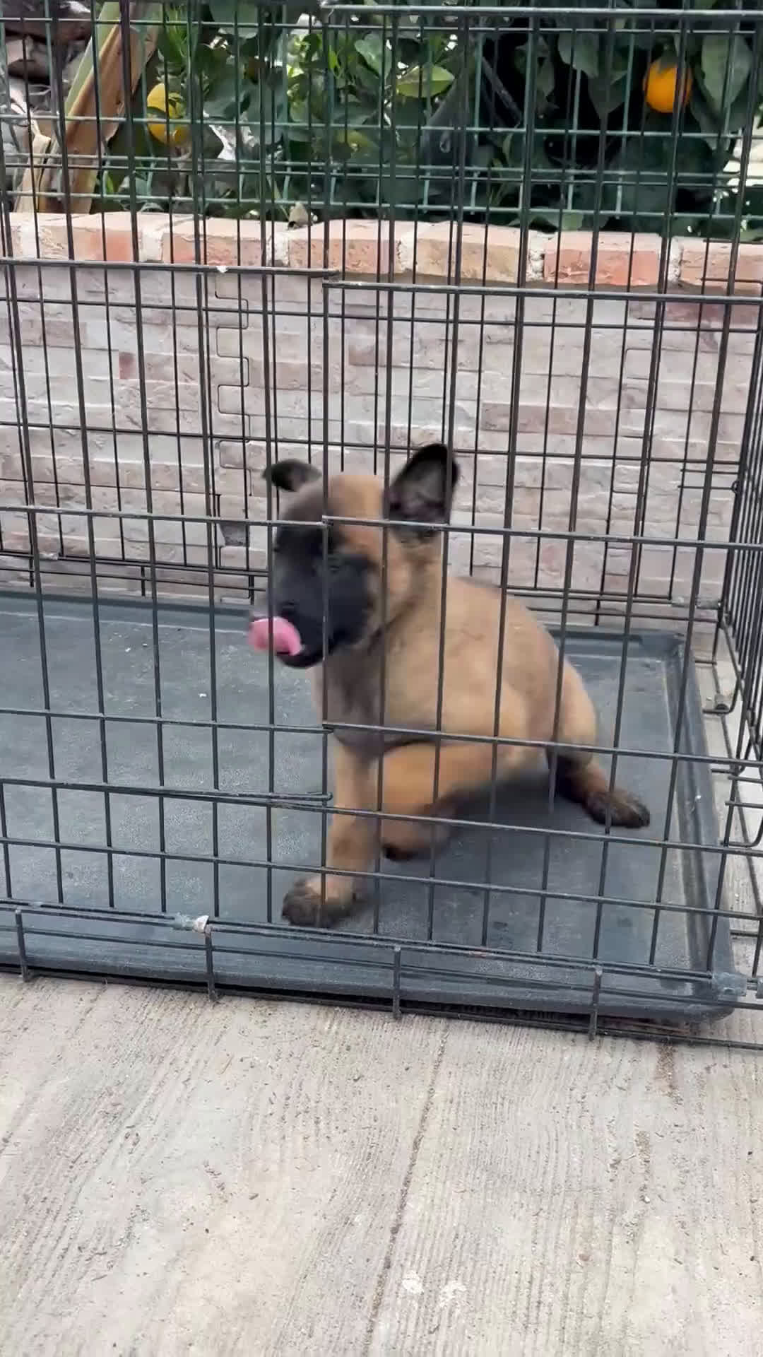 Pastor Belga Malinois perros en venta: Cachorra Malinois  - Video 1