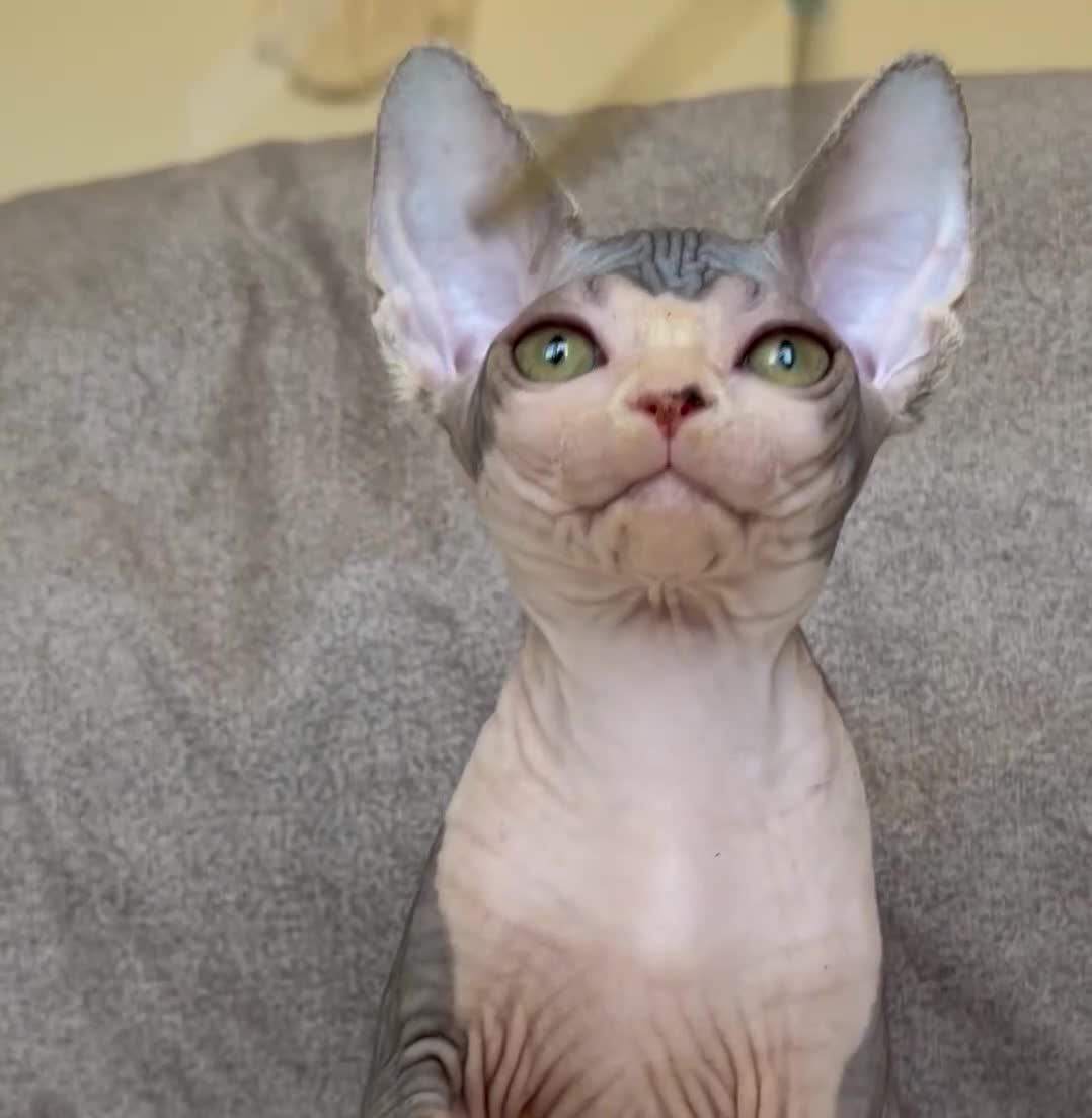 Sphynx gatos en venta: Precisa gatita Sphynx  - Video 1