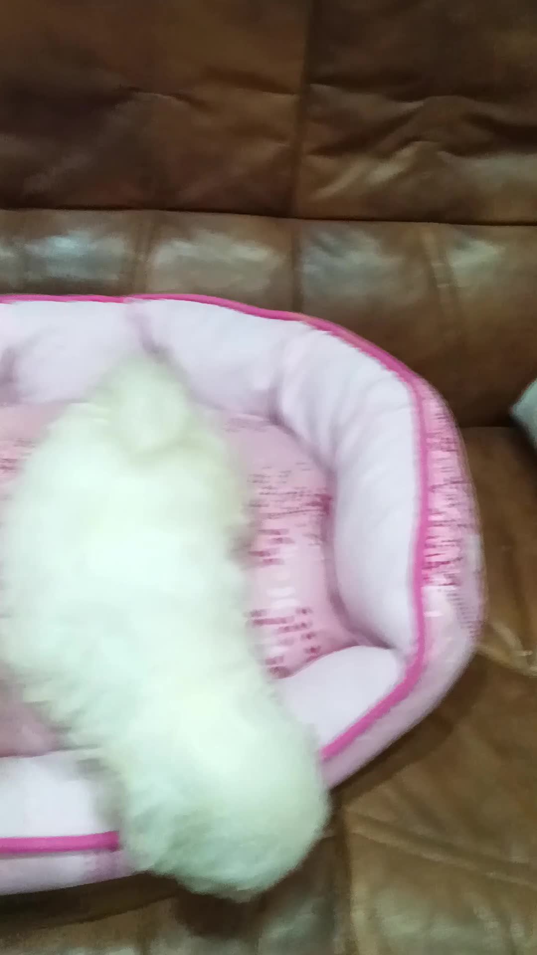 Bichón Maltés perros en venta: BICHON MALTES  - Video 1