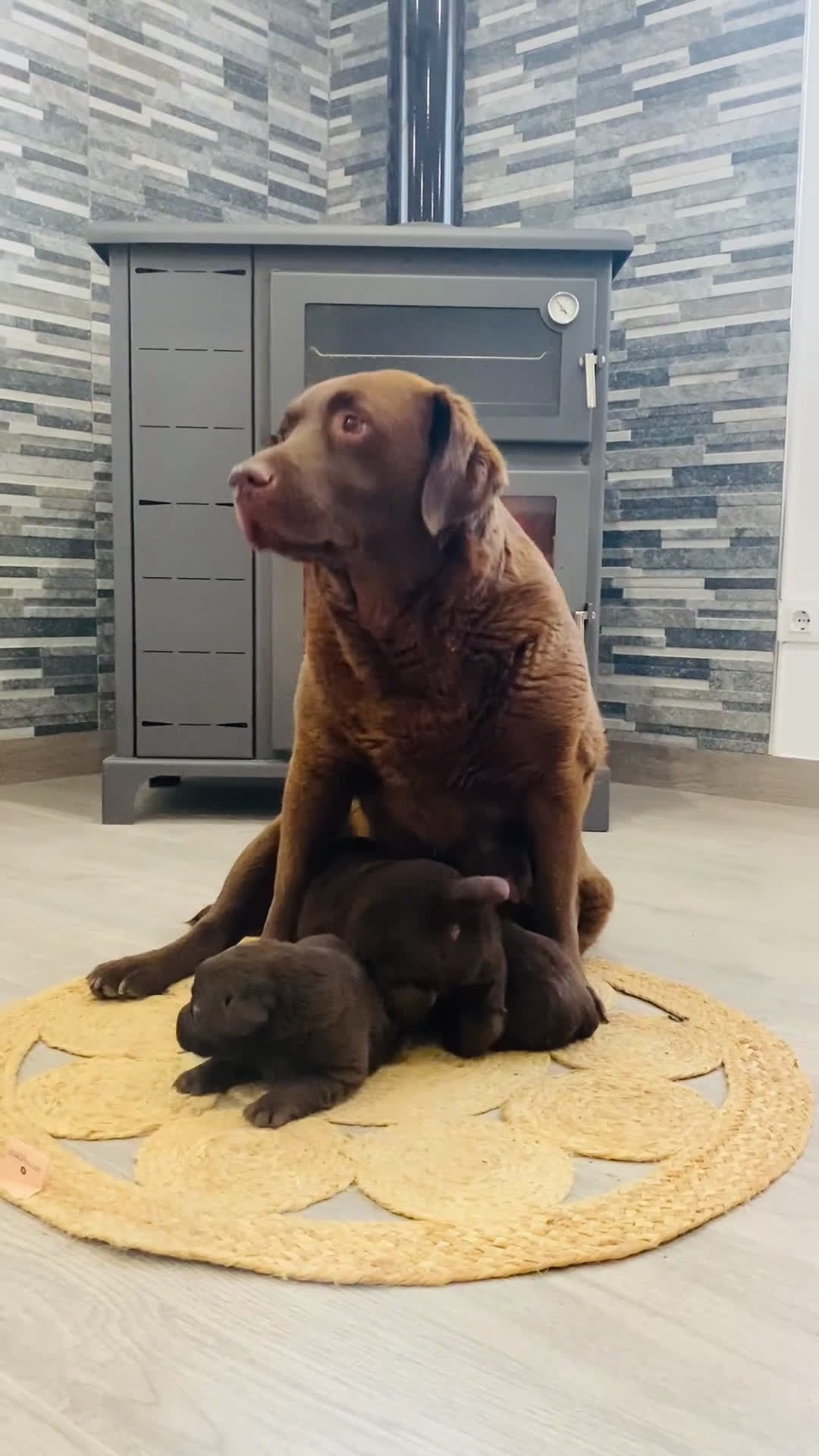 Labrador Retriever perros en venta: Cachorros Labrador Retriever chocolates.  - Video 1