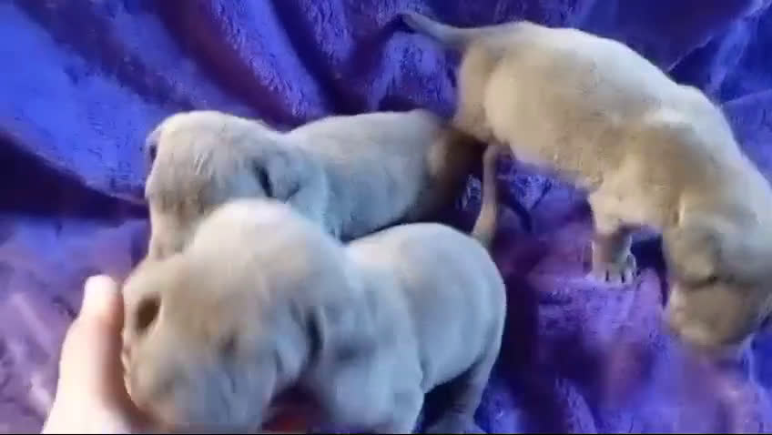 Cane Corso perros en venta: CANE CORSO BLUE en Murcia - Video 1