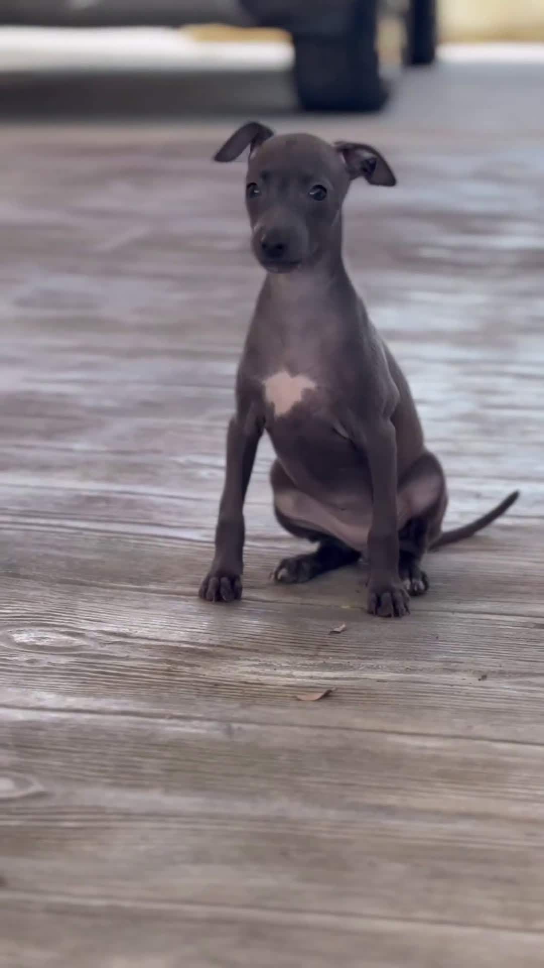 Pequeño Lebrel Italiano perros en venta: 🐾 Sirius y Selena – Galgos italianos blue 🐾 - Video 1