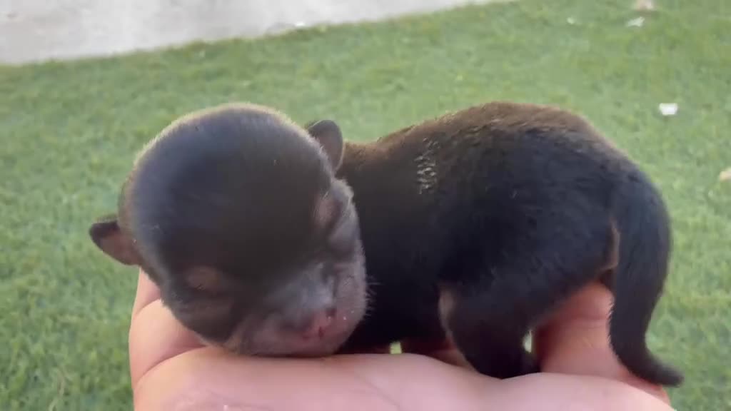Chihuahua perros en venta: Chihuahuas exóticos toys cabeza de manzana - Video 1