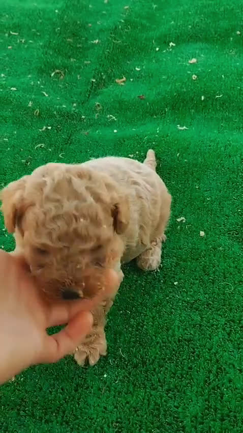 Caniche Toy perros en venta: Caniche toy - Video 3