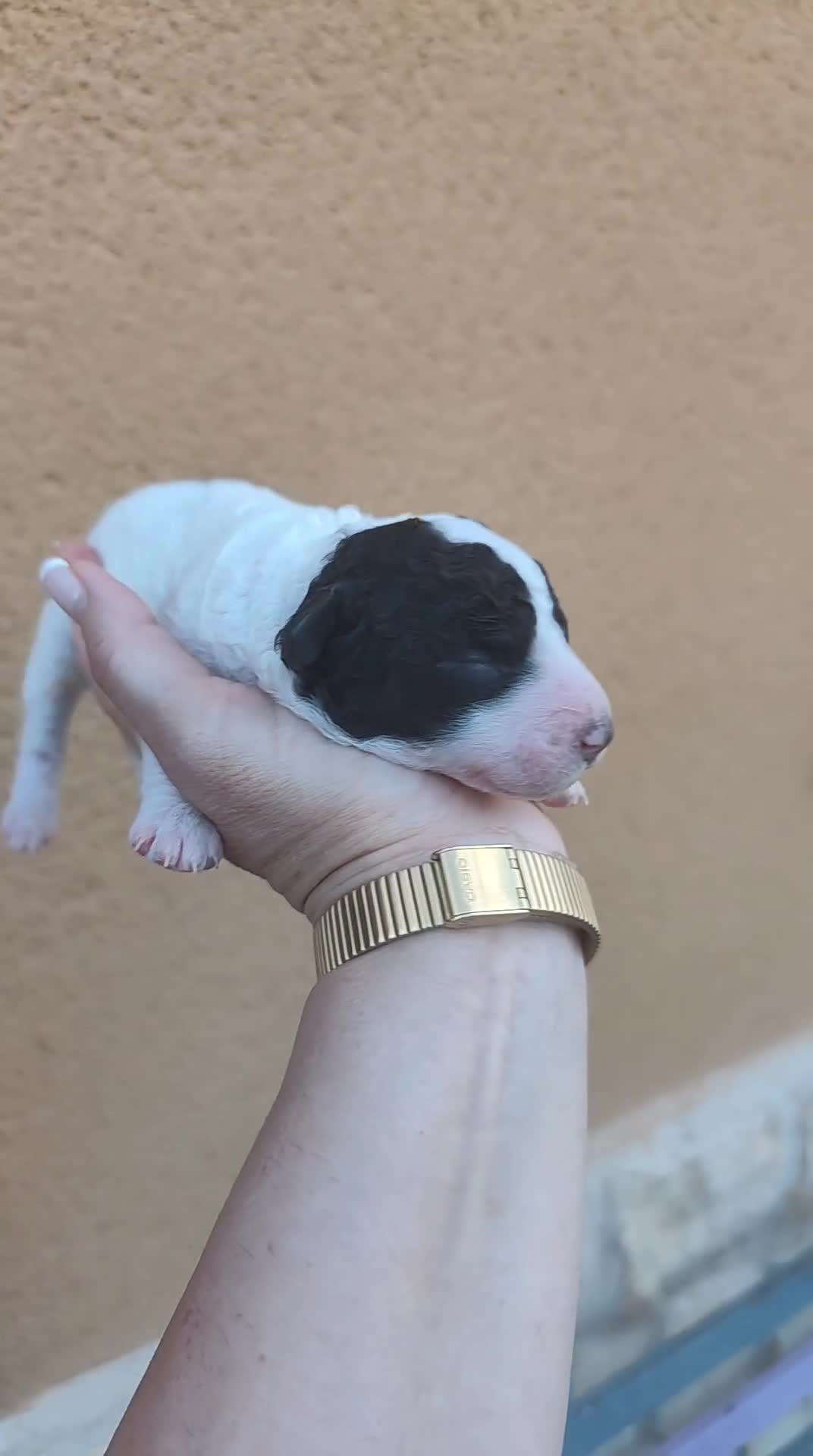Perro de Agua Español perros en venta: Ultimo perro de aguas bicolor en Madrid - Video 1