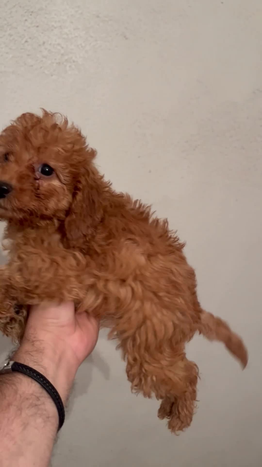 Caniche Enano perros en venta: CANICHES PRECIO REAL 1199 Eu🐶🐶 - Video 1