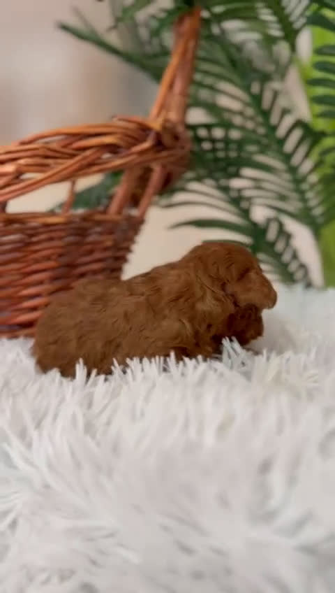 Caniche Toy perros en venta: CANICHE TOY ROJO - Video 1