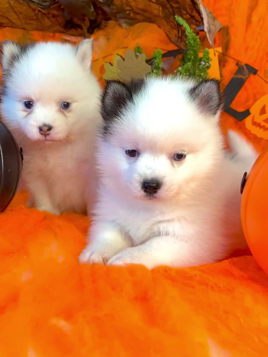 Pomsky perros en venta: Pomsky. Husky miniatura - Video 1