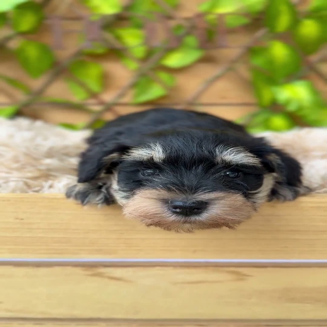 Schnauzer Miniatura perros en venta: Camada de Alba  - Video 3