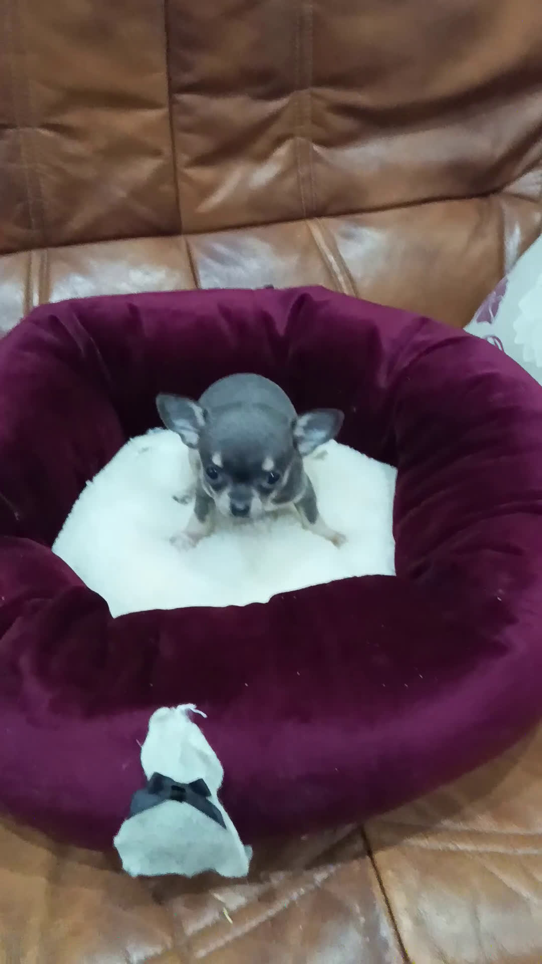 Chihuahua perros en venta: Chihuahua toy - Video 1