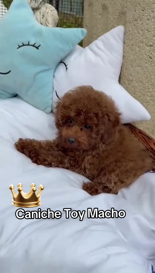 Caniche Toy perros en venta: Caniche Toy líneas asiáticas  - Video 1