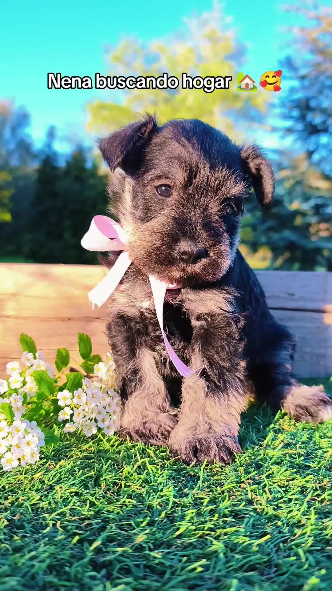 Schnauzer Miniatura perros en venta: Preciosa camada schnauzer mini sal y pimienta ❤️  - Video 2