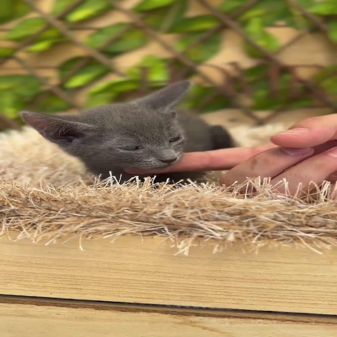 Azul Ruso gatos en venta: Camada de Xaray  - Video 1