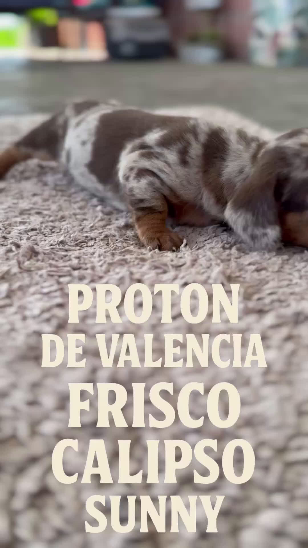 Teckel Miniatura perros en venta: 🐾 FRISCO, CALYPSO, SUNNY, TECKEL MINIATURA 🐾 - Video 1