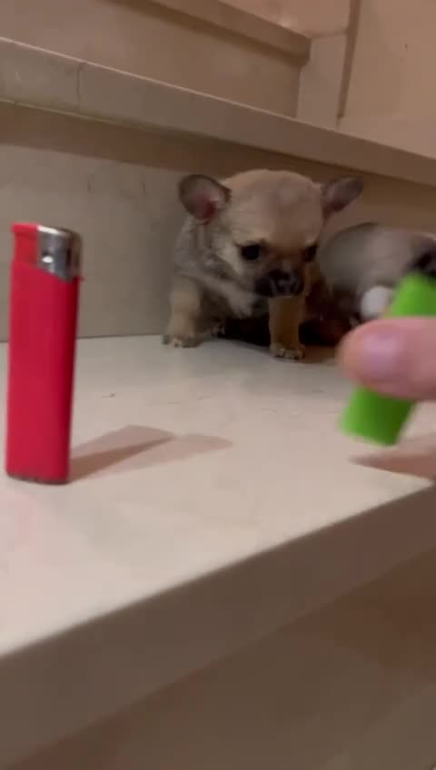 Chihuahua perros en venta: Chihuahuas Microscópicos Máxima Calidad - Video 3