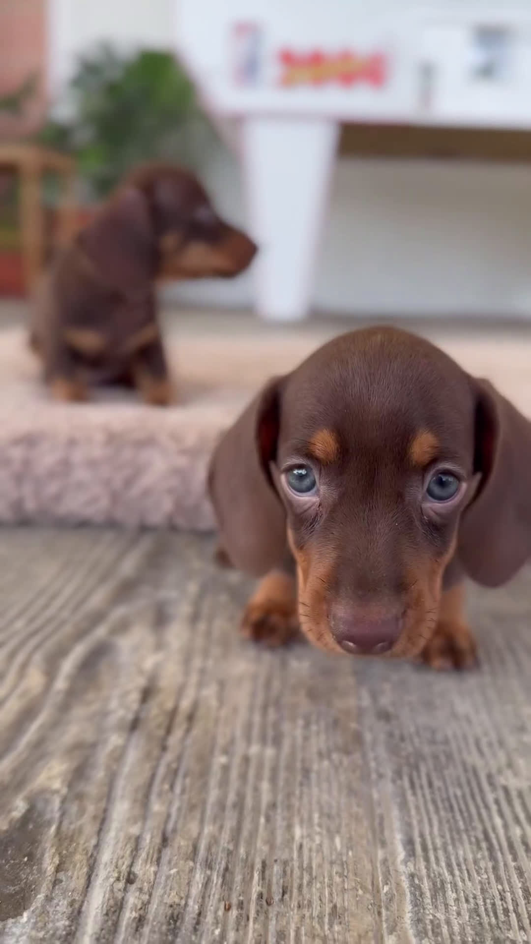 Teckel Miniatura perros en venta: 🐾 Frisco y Pao 🐾 - Video 2
