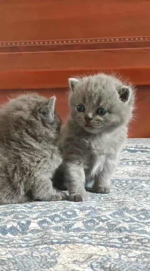 Británico de Pelo Corto gatos en venta: BRITISH SHORTAIR camada de gatitos y gatitas - Video 2
