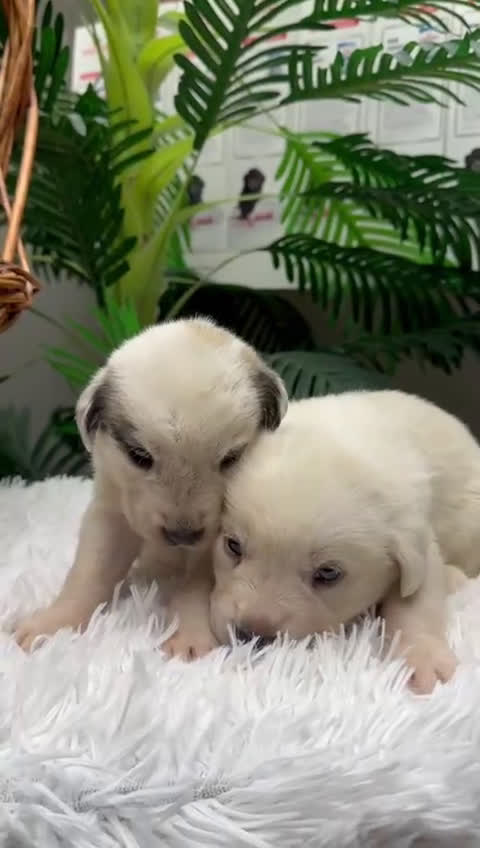 Mastín Español perros en venta: MASTIN ESPAÑOL  - Video 1