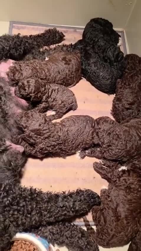 Perro de Agua Español perros en venta: Camada de perros de agua en Madrid - Video 1