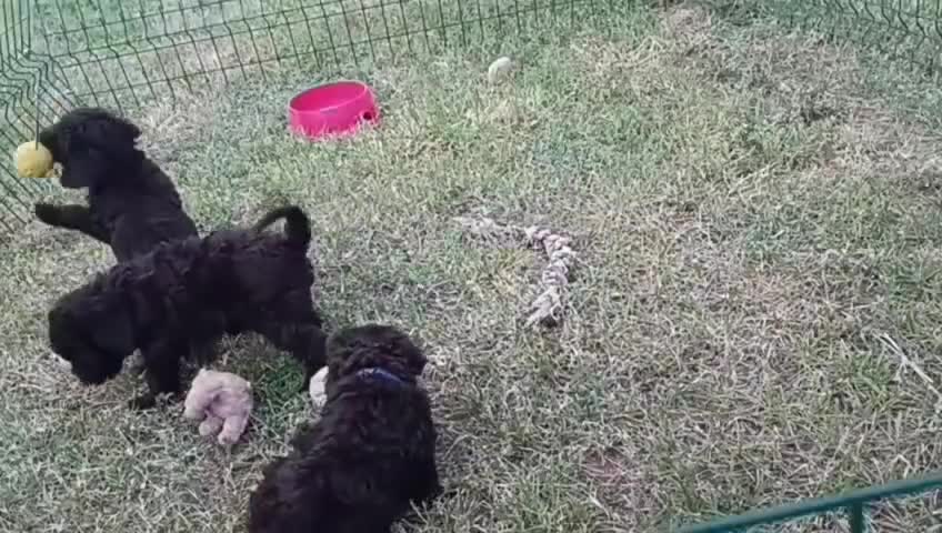 Perro de Agua Español perros en venta: CAMADA DE PERRO DE AGUA ESPAÑOL  - Video 1