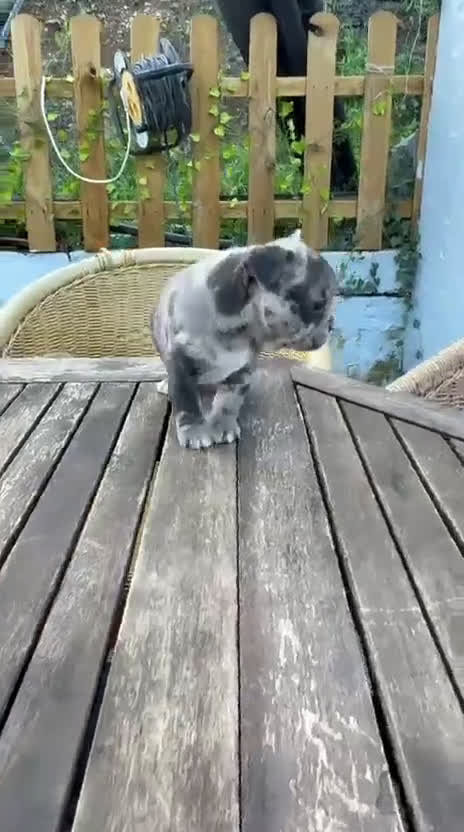 Bulldog Francés perros en venta: Bulldog francés macho Merle increíble morfologia - Video 1