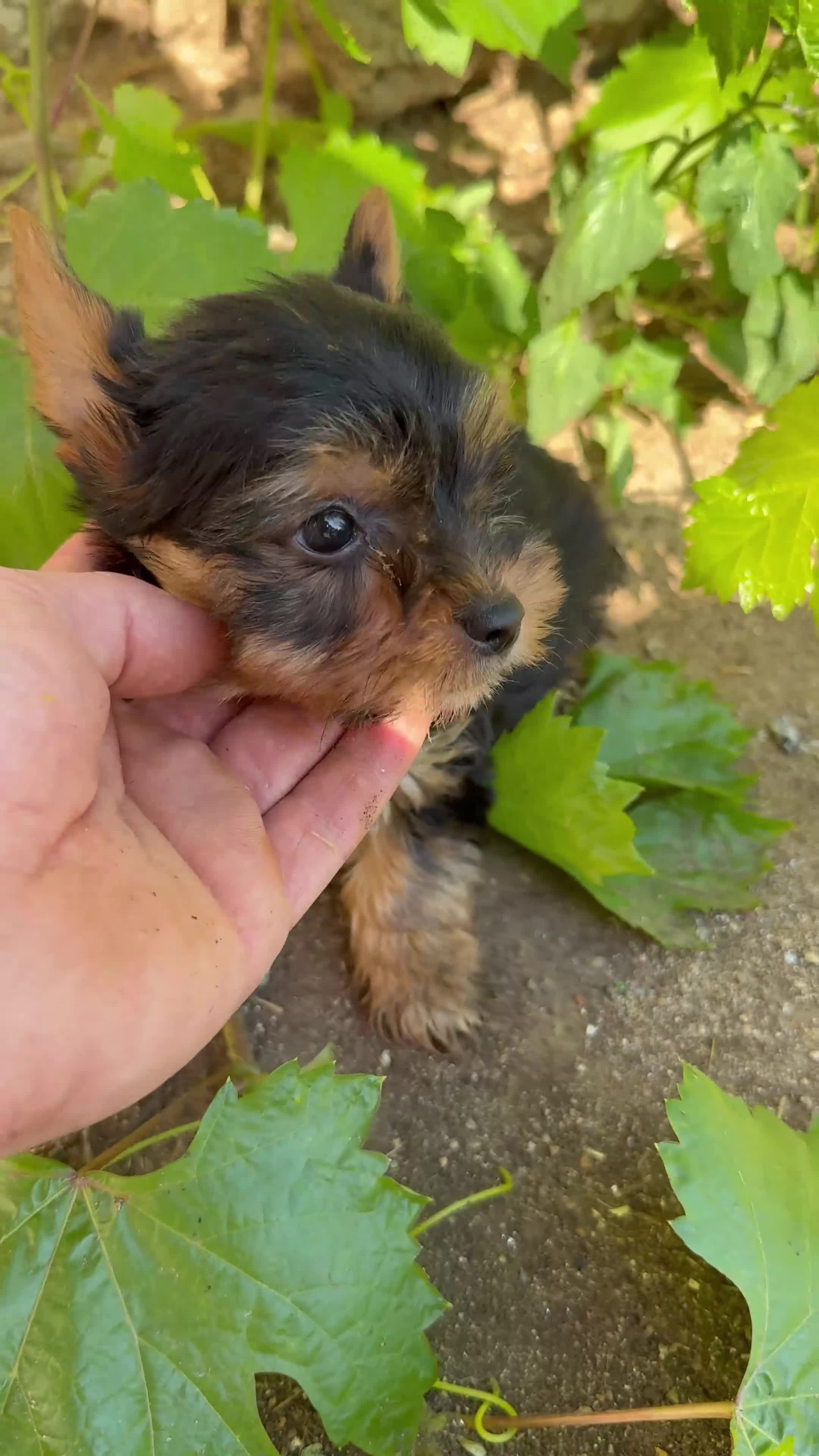 Yorkshire Terrier perros en venta: Yorkshire toy - Video 1