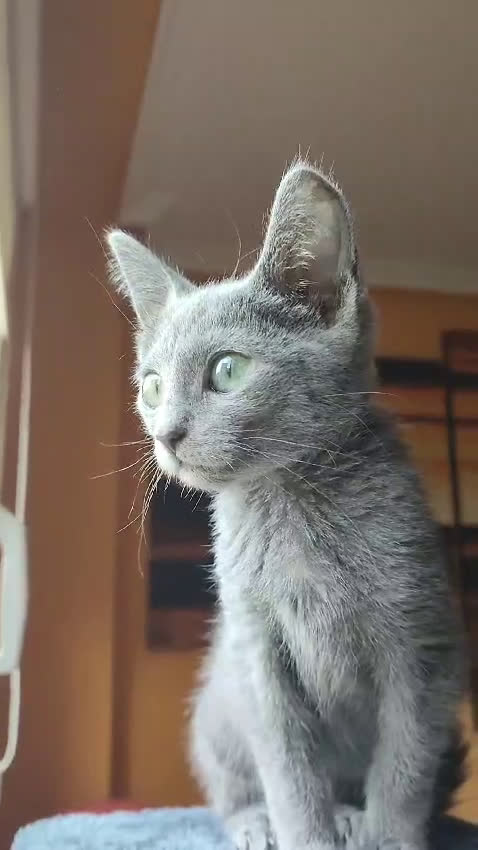 Azul Ruso gatos en venta: Azul ruso disponible   - Video 1