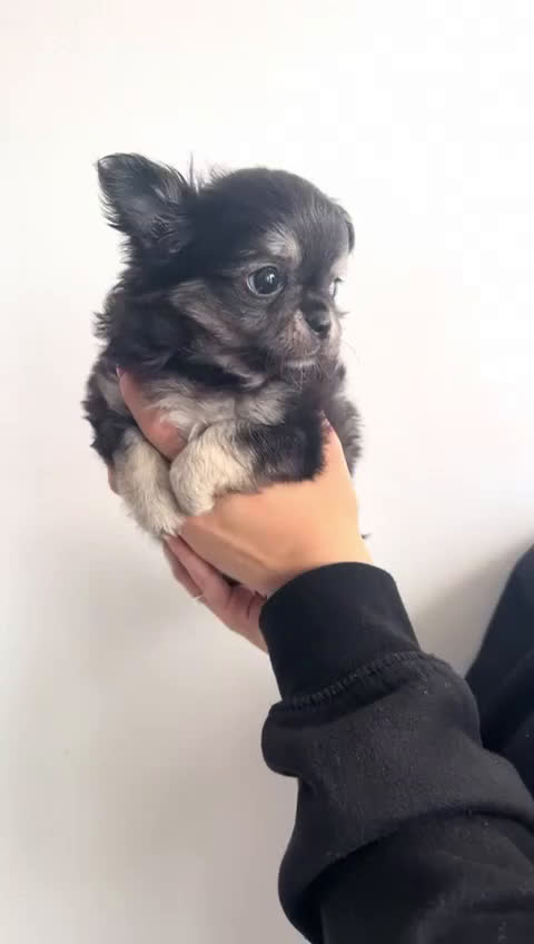 Chihuahua perros en venta: Machito de chihuahua minitoy - Video 1