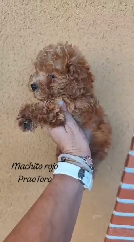 Caniche Toy perros en venta: Cachorritos toy rojos apricot - Video 2