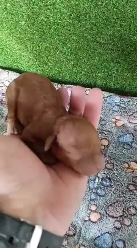 Caniche Toy perros en venta: Hembras de caniches toy, roja pimentón y apricot  - Video 2