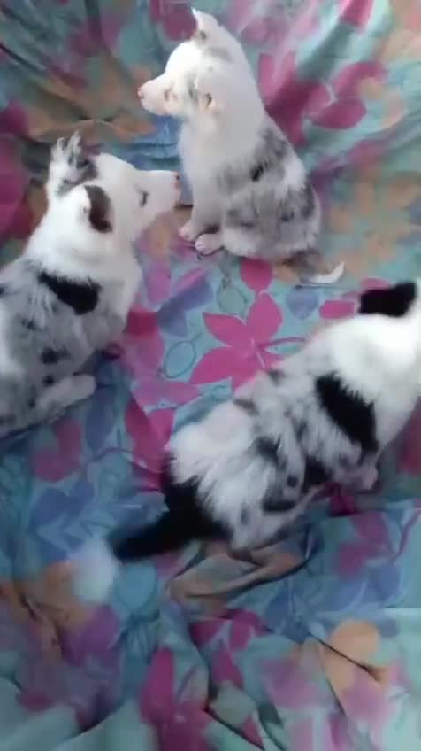 Border Collie perros en venta: Bordér collie merle  - Video 2