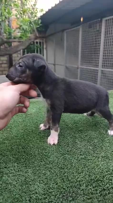 Bull Terrier perros en venta: Disponible bullterier de calidad  - Video 1