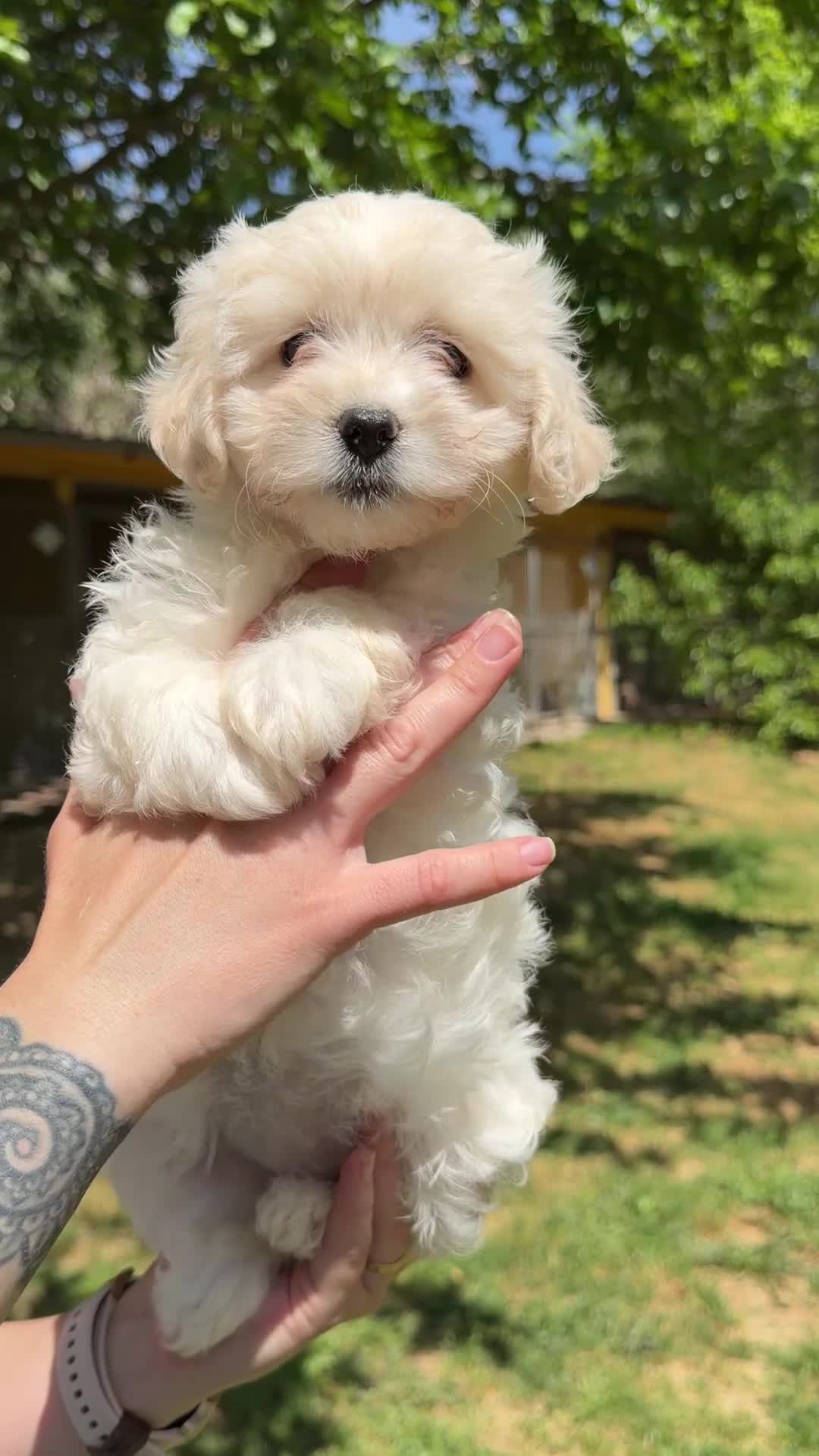 Bichón Maltés perros en venta: Bichón americana hembra  - Video 1