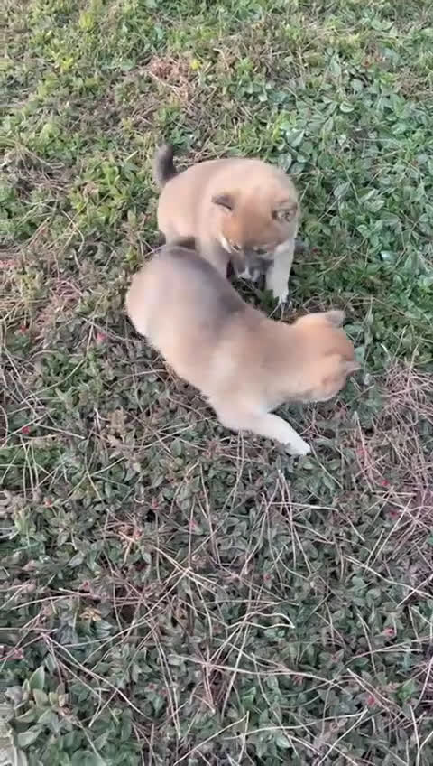 Shiba Inu perros en venta: SHIBA INU - Video 1