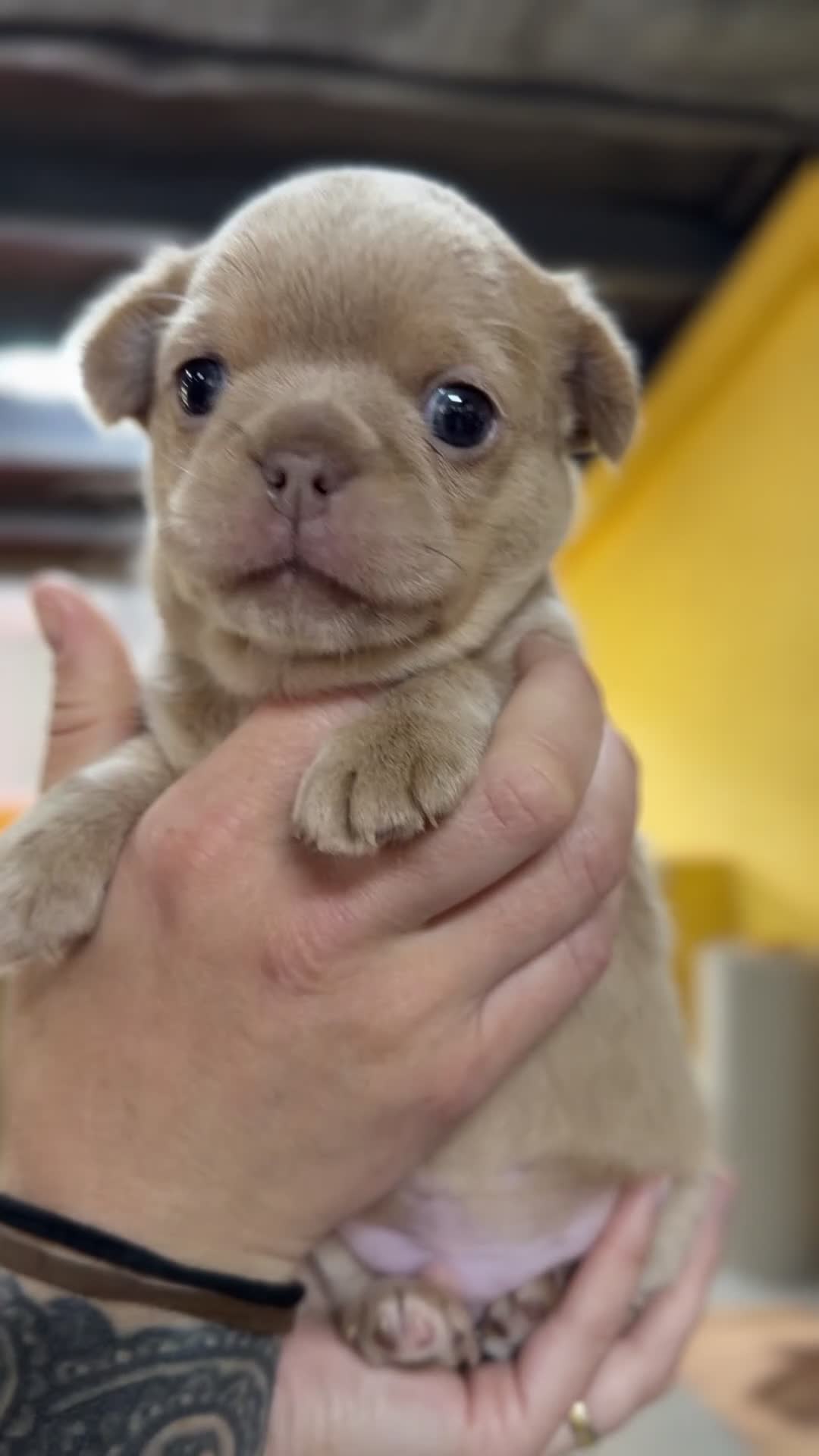 Chihuahua perros en venta: Chihuahua línea rusa  - Video 1