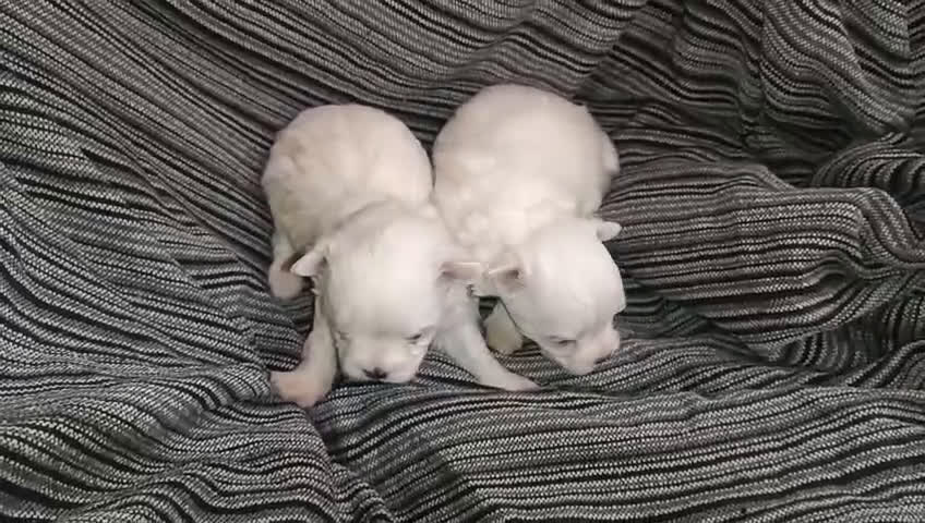 Bichón Maltés perros en venta: BICHÓN MALTES MACHITOS  - Video 1